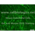 B129 Mouse Primary Retinal Microvascular Endothelial Cells